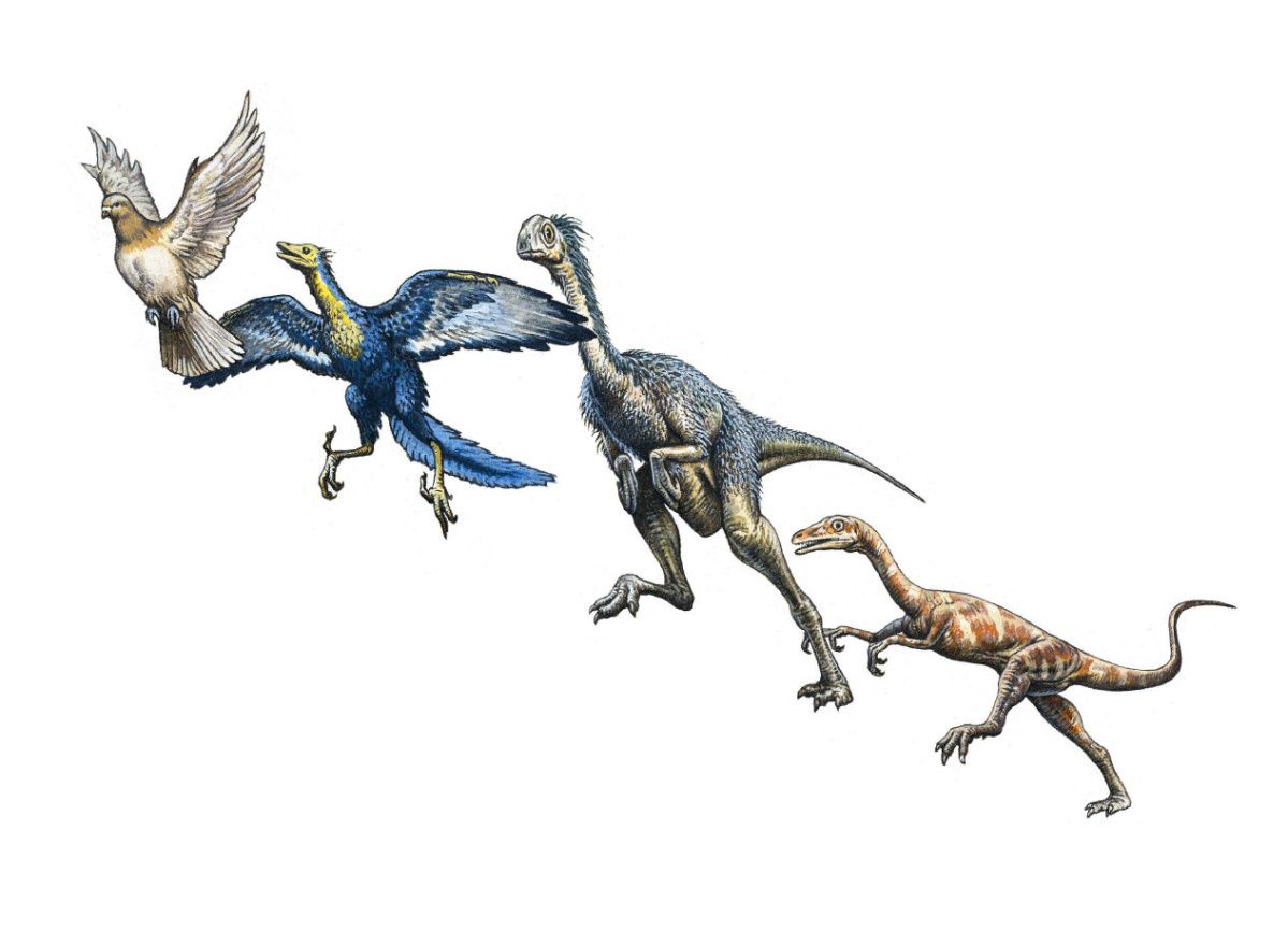 Предки современных рептилий. Птицы потомки динозавров. Эволюция динозавров. Динозавры предки птиц. Птицы произошли от динозавров.